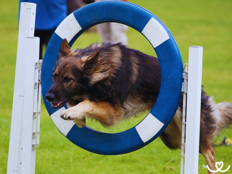 Psi-sporty-agility (14)